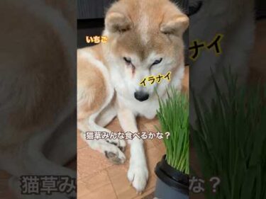 猫草を見たうちの犬と猫たちの反応。 #柴犬 #ねこ #黒猫 #茶トラ猫