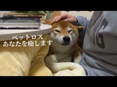 ペットロスを癒してくれる柴犬と猫…その愛に心震える。