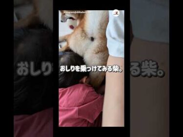 お母さんの足の上で…😆｜PECO