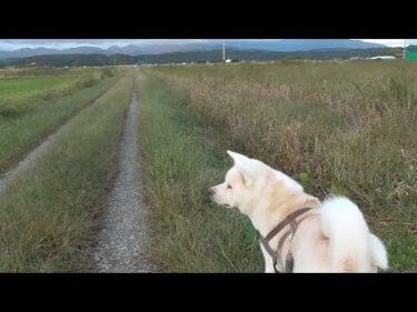 【秋田犬ゆうき】稲刈りも終わった秋の田んぼはひっつき虫が絡みつくのでとても面倒臭い【akita dog】