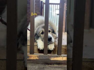 Belle ベル #greatpyrenees #todaysrunrun #グレートピレニーズ #今日のルンルン