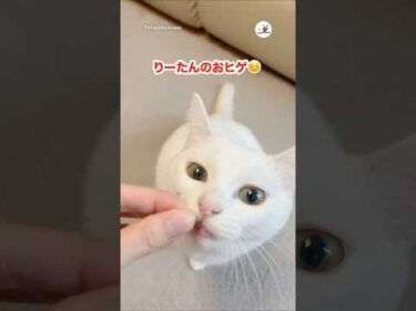 食べようとしないで😅｜PECO