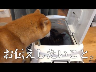 【ご報告】愛猫の体調についてお伝えしたいことがあります。