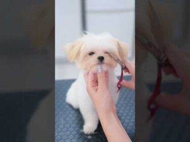 可愛すぎるチワマルの子犬！トリミングで大変身✨ #shorts  #子犬 #トリミング #asmr #ヘアカット
