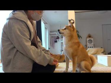 大好きなママが留守中に‥柴犬が母親役を務める様子に思わずほっこり。