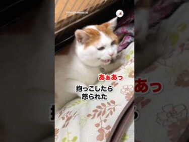 姉の飼っている猫を抱っこしたら…｜PECO