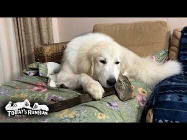 植木のプレートを引っこ抜いて回っているリリーです　Great Pyrenees　グレートピレニーズ