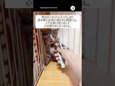 主さんの優しさに触れて心を開いていく子猫｜PECO