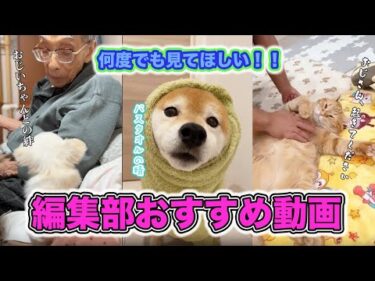 【編集部おすすめ】もう一度見てほしい動画｜PECO
