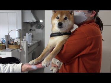 大変なことがあったので柴犬ハチと急遽実家へ。