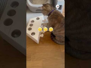 一生懸命考えて遊んでるの偉い！｜PECO