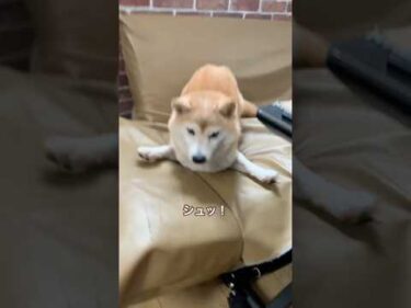 遊びにすぐ飽きてスンとなる柴犬りんご　#柴犬 #shibainu