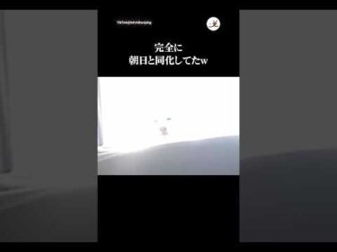 白柴が朝日で見えずらい｜PECO