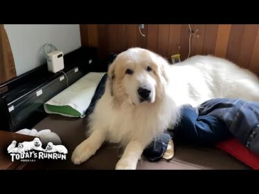 お父さんの目を盗んでベッドでのんびりしていたアランです　Great Pyrenees　グレートピレニーズ