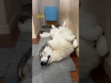 Belle ベル #greatpyrenees #todaysrunrun #グレートピレニーズ #今日のルンルン