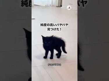 これはいいパヤパヤですわ😻｜PECO