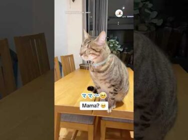 ママを探す目が見えない猫さん｜PECO