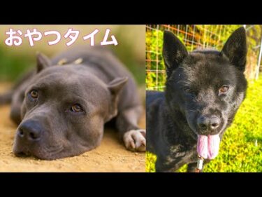 【報告と雑談】おやつあげる老人