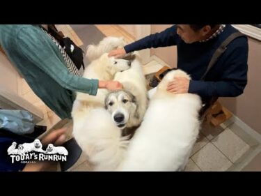 ボンヤリ眠気まなこで出迎えをしたアランとベルとリリーです　Great Pyrenees　グレートピレニーズ