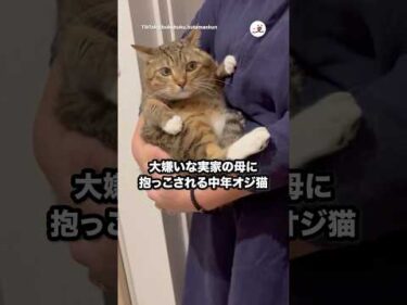 大嫌いな人に抱っこされる猫｜PECO