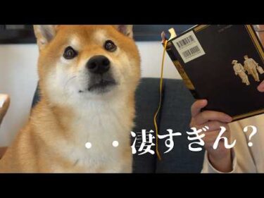 柴犬ハチでも手に追えない事態が、これ。