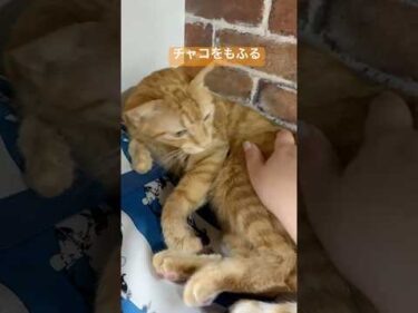 ナデナデしてると噛む猫が、今日は噛まなかった　#茶トラ猫