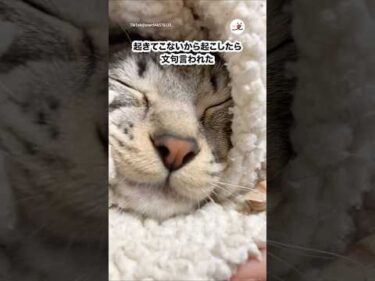 私も朝起きるの苦手です😭｜PECO