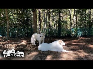 すっかり涼しくなったので秋の陽気を楽しむアランとベルとリリーです　Great Pyrenees　グレートピレニーズ