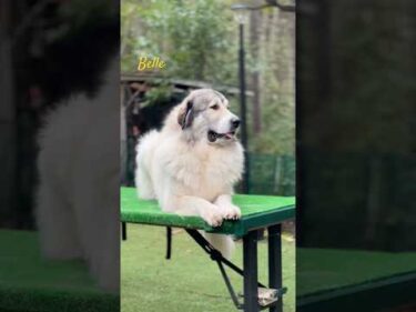Belle ベル #greatpyrenees #todaysrunrun #グレートピレニーズ #今日のルンルン