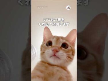 こんにちは猫です🐱｜PECO