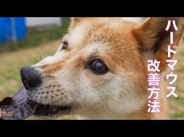 【犬の問題行動】ハードマウス（手ごとオヤツ食べる犬）改善方法