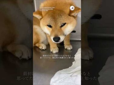 保護柴犬「くま丸」との出会い｜PECO
