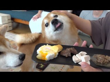 柴犬ハチ８歳の誕生日で過去最大の大盛り上がりに。