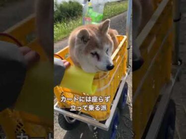 15歳柴犬いちご。カートは立って乗る　#柴犬 #shibainu