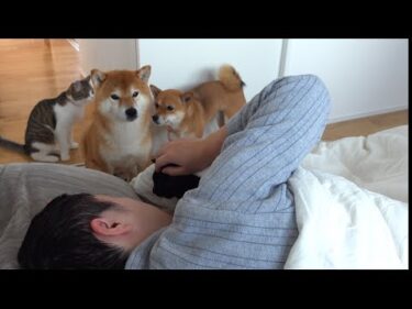 体調不良の飼い主に優しく寄り添う柴犬と猫…涙が止まりません。