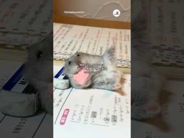 明日テストなのに…｜PECO