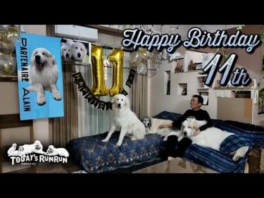 Happy Birthday！11歳になったアランです！　Great Pyrenees　グレートピレニーズ