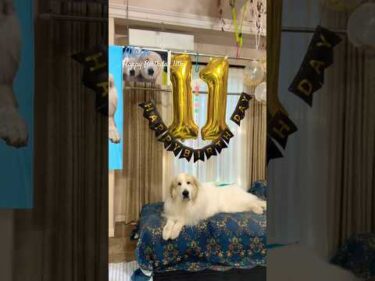 Alain アラン #greatpyrenees #todaysrunrun #グレートピレニーズ #今日のルンルン