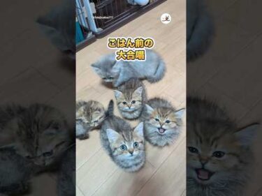 みんなお顔が違って可愛い｜PECO