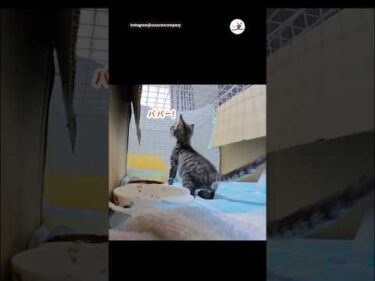 パパ大好きな子猫の行動が可愛すぎる｜PECO