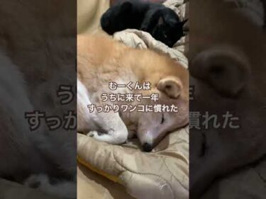 ソファがうばわれる季節 12歳柴犬と1歳黒猫#柴犬 #shibainu