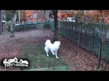 直接対決は避けるも…安全圏からは俄然強気なリリーです　Great Pyrenees　グレートピレニーズ