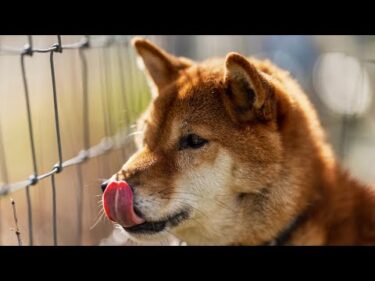 柴犬 巧くんの現在の様子とご報告
