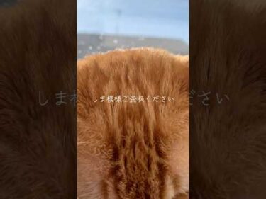 朝日を楽しむ猫のしま模様をご査収ください#茶トラ猫　#ai音声