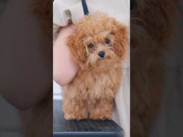 初トリミングにドキドキな子犬 #トリミング #子犬 #asmr #puppy  #犬のいる暮らし