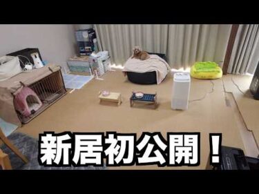 【初公開】ついに愛犬と新居に引っ越しました！【トイプードル】