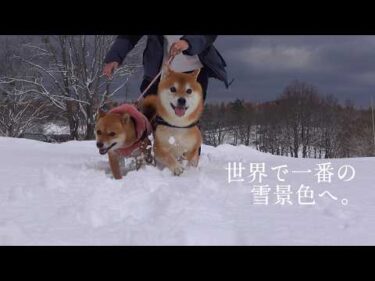 軽い気持ちで柴犬と豪雪地帯の旅へ！到着5秒で‥ムリ。