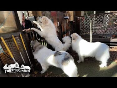 玄関出発だと我先に行きたがるアランとベルとリリーです　Great Pyrenees　グレートピレニーズ
