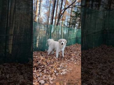 Lily リリー #greatpyrenees #todaysrunrun #グレートピレニーズ #今日のルンルン