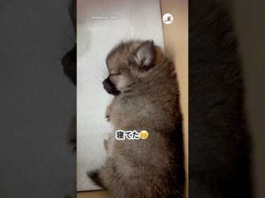 お迎え当日覗いてみたら…｜PECO